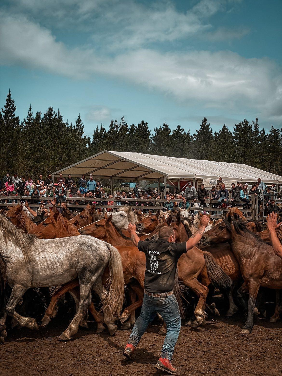 Todos los animales se introducen en el curro de A Capelada. Foto: Cedida