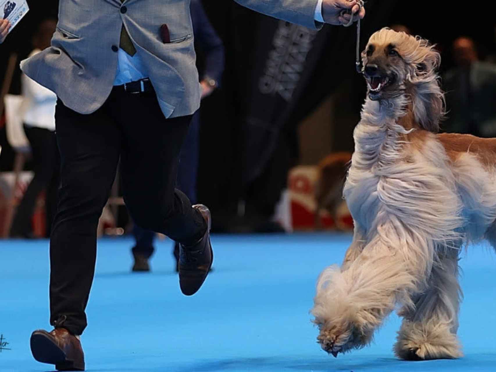 que perro ha ganado mas mejor en exposiciones