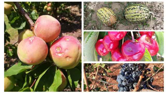 Imágenes de daños causados por el pedrisco sobre producciones agrícolas