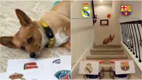 Steph Furry, el perro pronosticador, predice qué equipos pasarán las semifinales