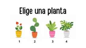 Test de personalidad: la planta que elijas revelará cuál es tu edad mental.