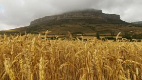 Vista de Peña Amaya (Burgos) cubierta de niebla desde un campo de cereal.