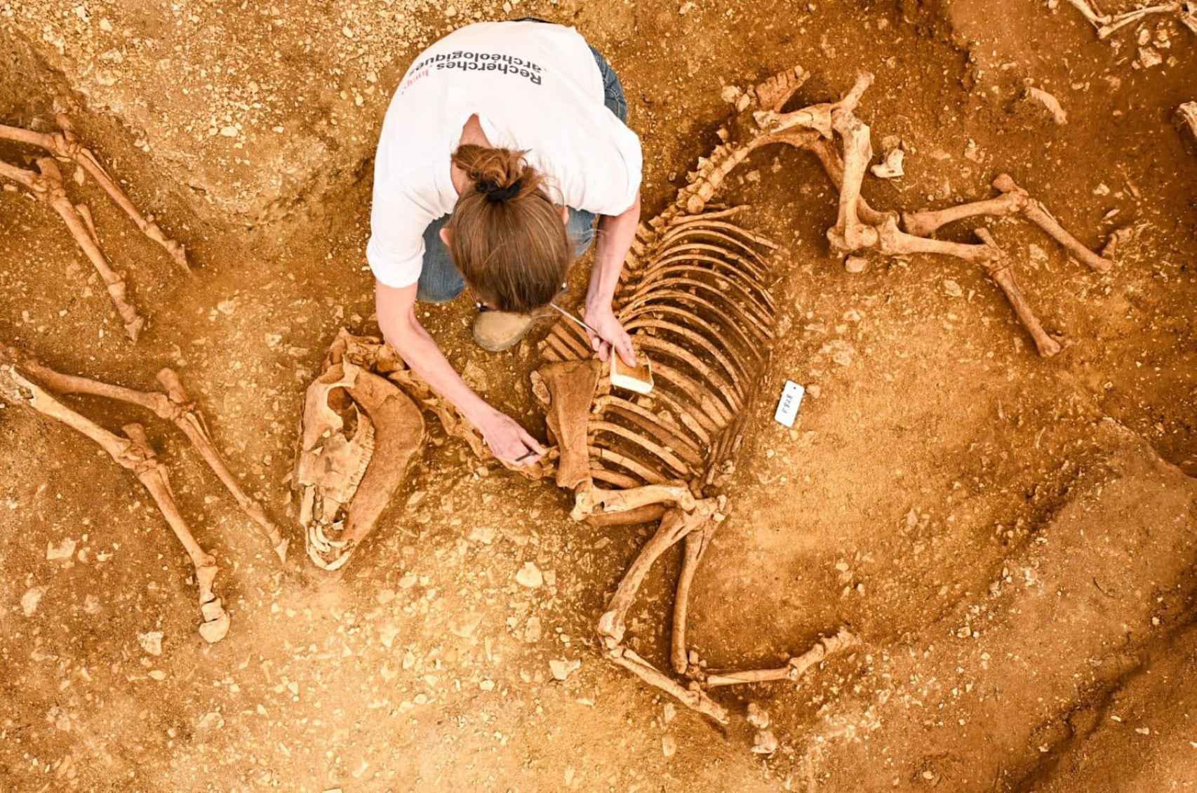 Excavación de otro de los caballos identificados en el yacimiento del centro de Francia.