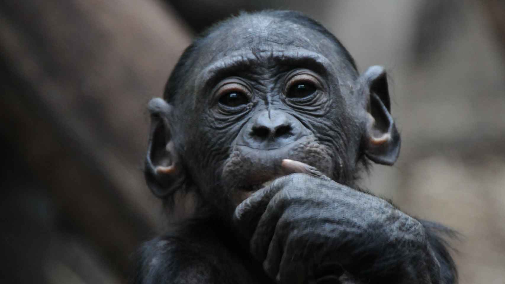 Cría de bonobo en el zoo de Frankfurt.