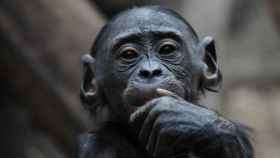 Cría de bonobo en el zoo de Frankfurt.