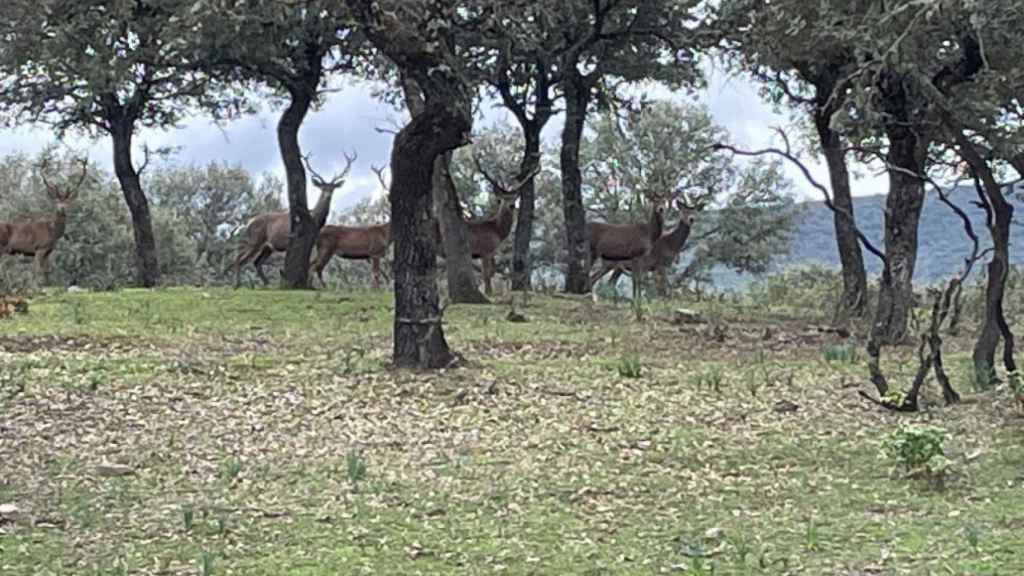 Ciervos en el Parque Nacional de Cabañeros.