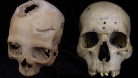 Los cráneos analizados por los investigadores.