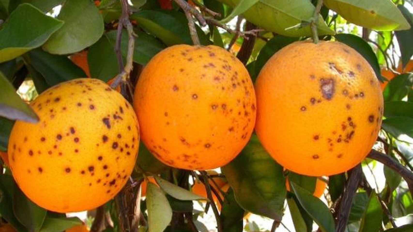 Naranjas con mancha negra. Efe