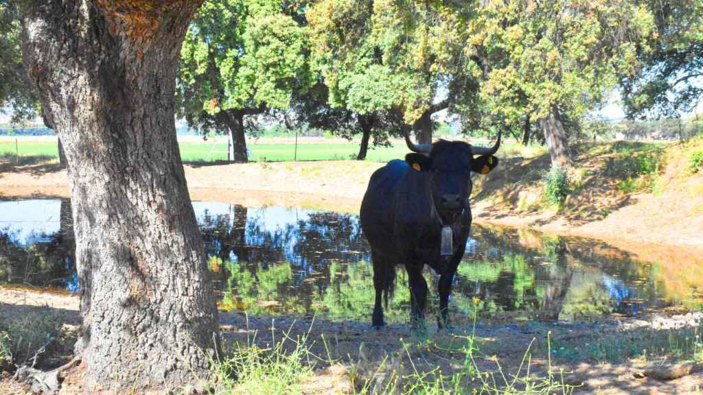 La ganadería en la Finca Cartago