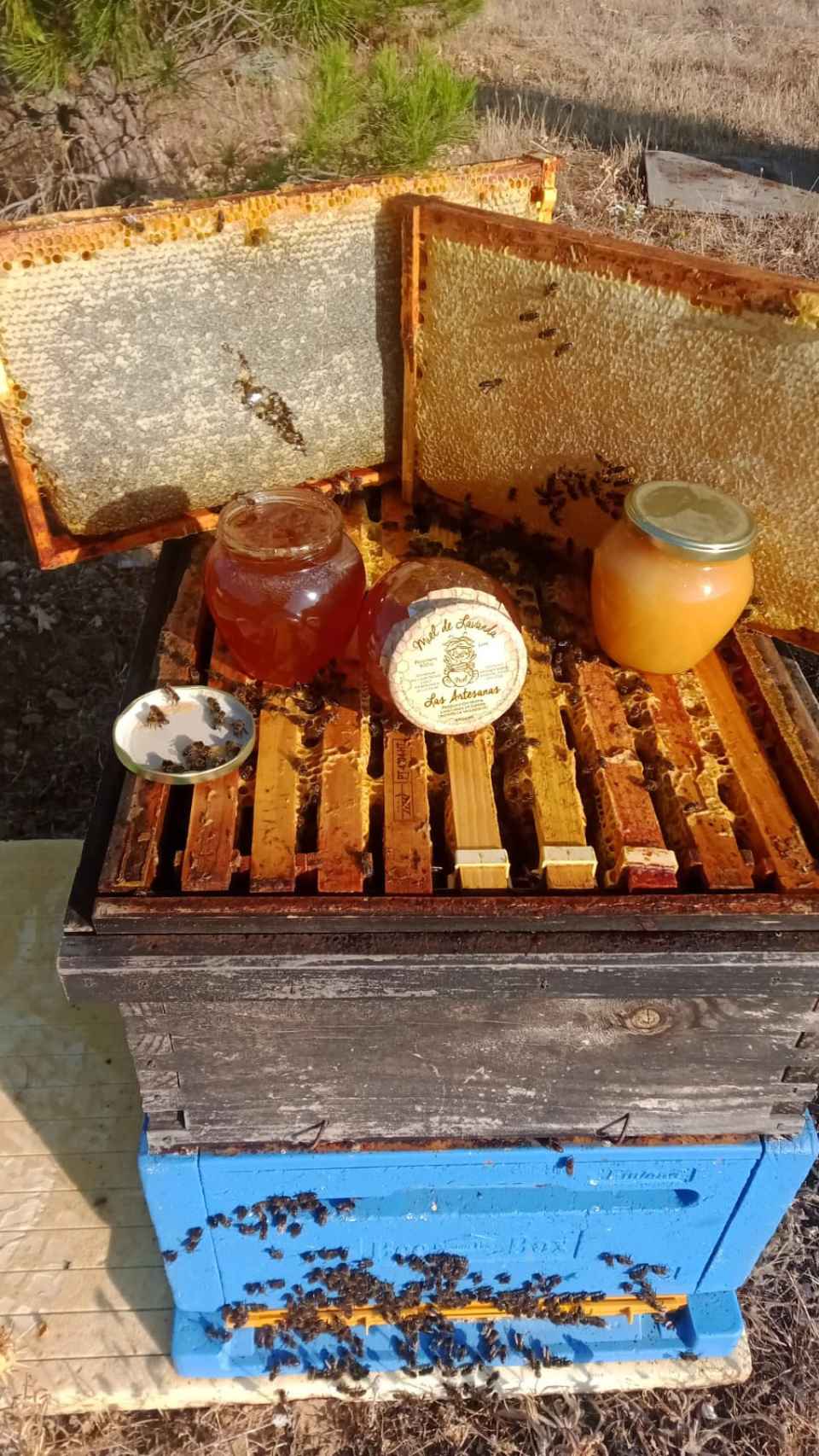 Muestrario de la miel