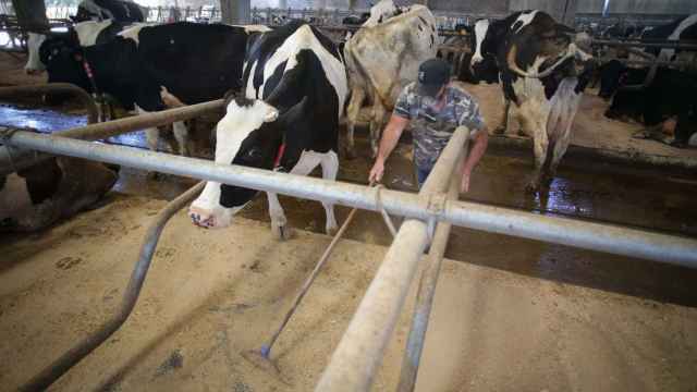 La leche de vacas con gripe aviar contiene una alta carga viral.