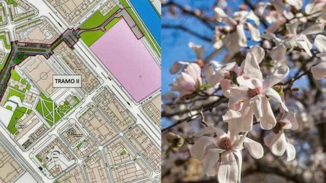 A la izquierda, mapa del itinerario de  Usera contemplado en la Fase 2 del proyecto. A la derecha, ejemplar de 'magnolias'.