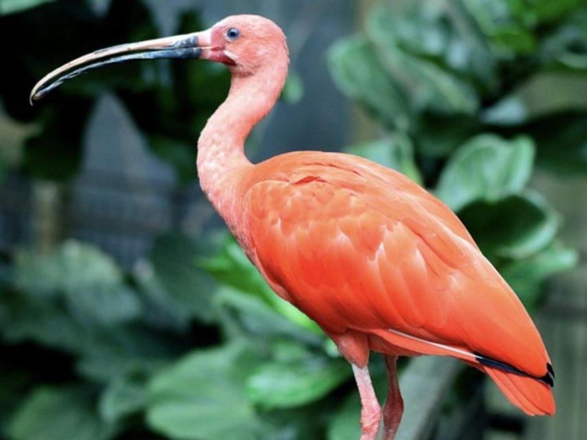 Imagen de un ibis en Avifauna.