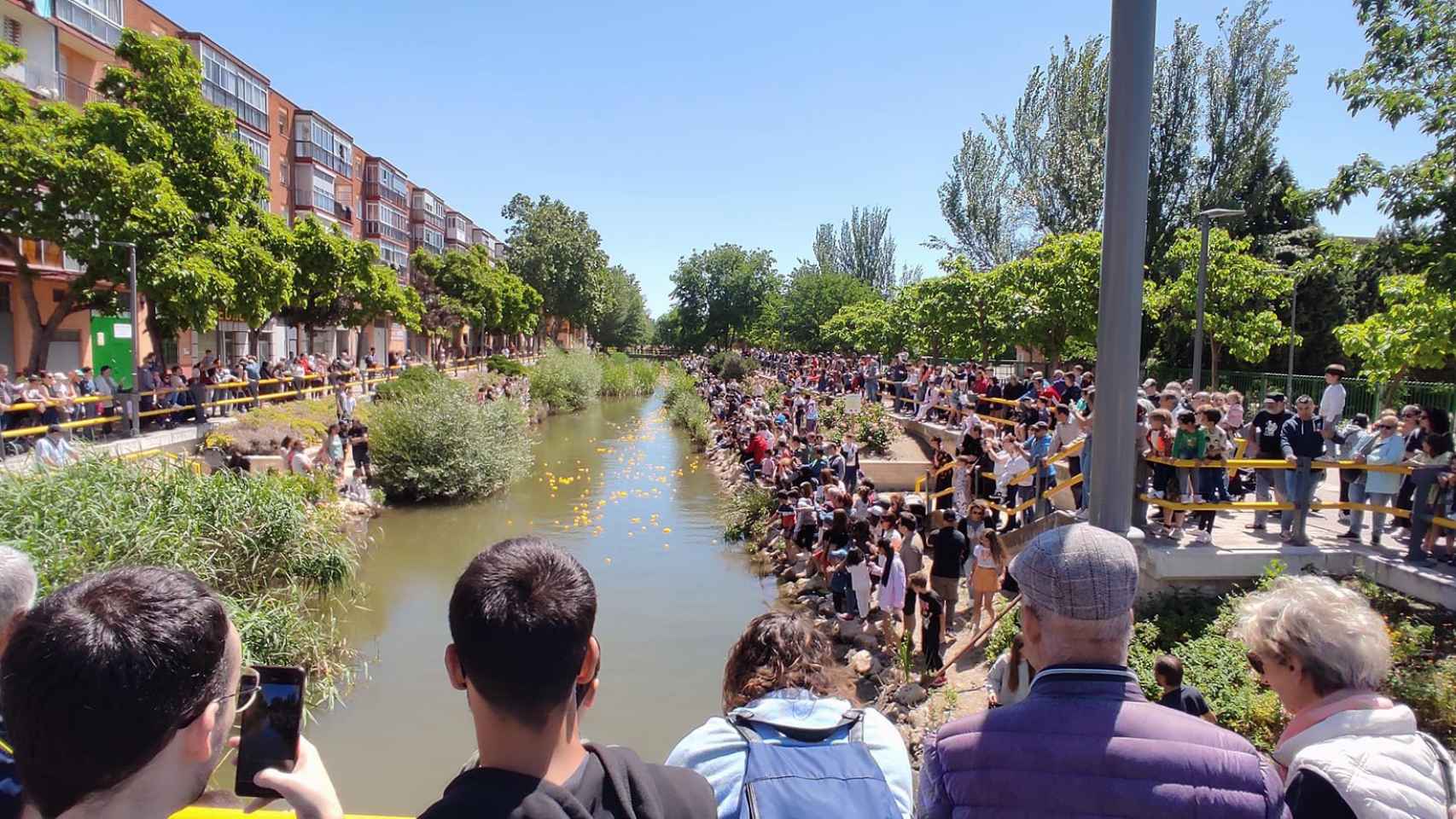 Invasión de patitos amarillos en el Esgueva