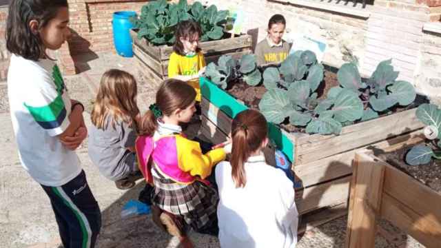 Varias alumnas del colegio María Inmaculada de Mora (Toledo) observan unos vegetales.