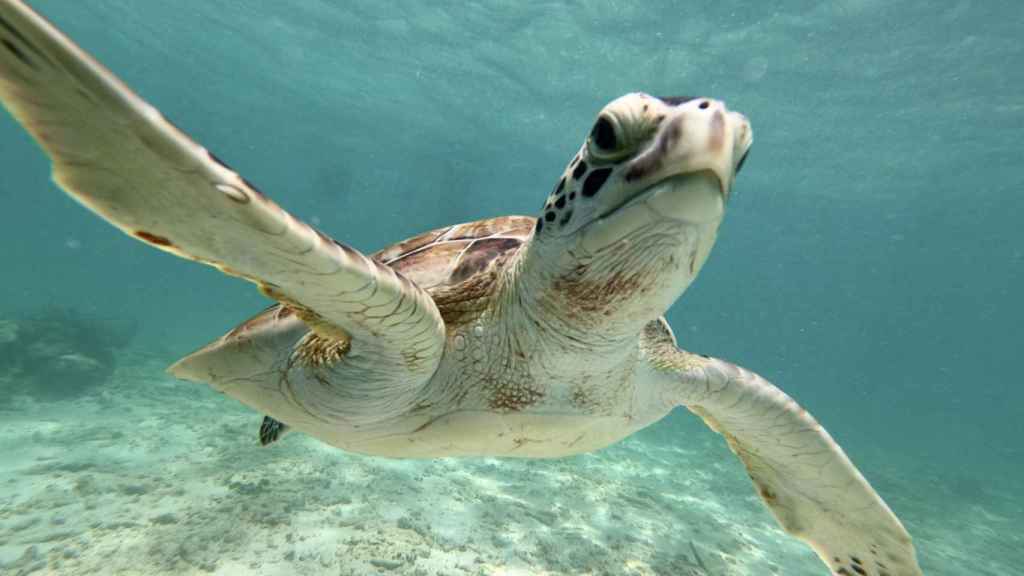 Una tortuga marina durante una sesión de avistamiento submarino en las playas de Tulum.