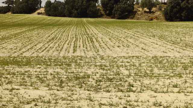 Agricultores valencianos piden medidas urgentes para aliviar las pérdidas de esta histórica sequía