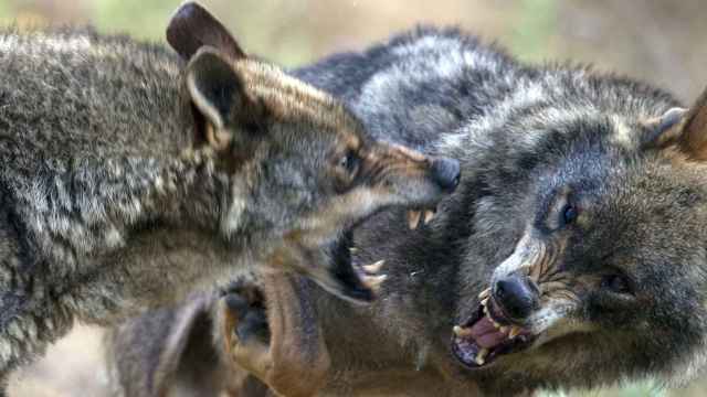 Una pareja de lobos semisalvajes en la localidad palentina de Monzón de Campos