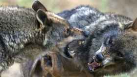 Una pareja de lobos semisalvajes en la localidad palentina de Monzón de Campos