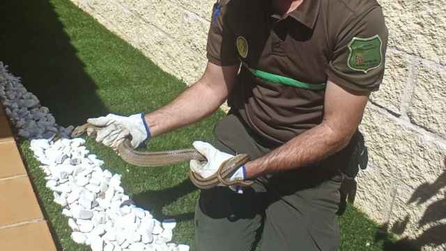 Un agente medioambiental muestra el ejemplar de culebra encontrado