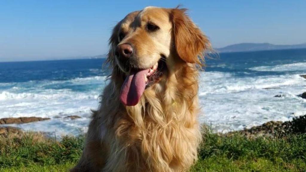 Una familia de A Coruña recoge fondos para pagar el veterinario de Alma, su perra enferma