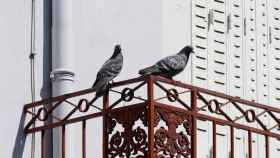 Palomas en un balcón.