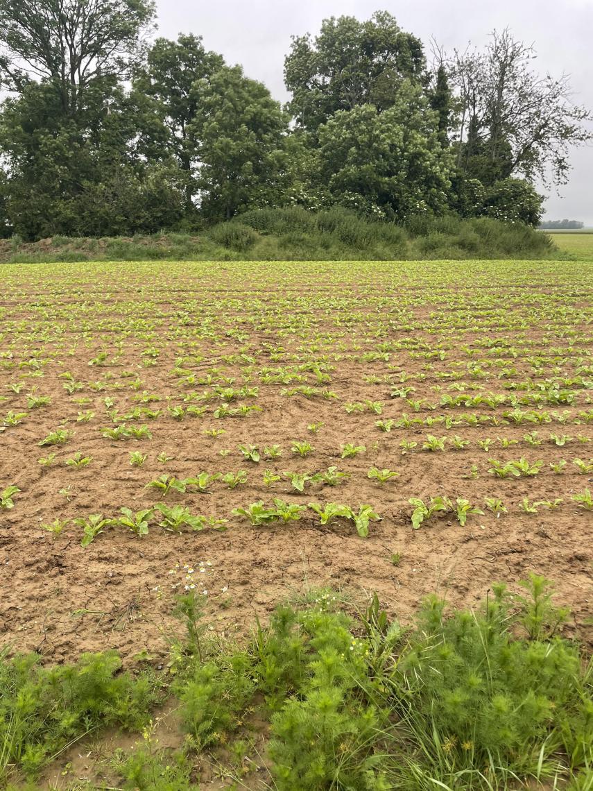 Además de trigo, en la explotación también se cultiva remolacha azucarera.