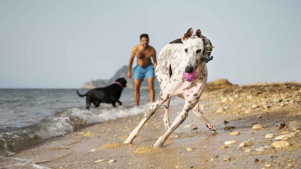 Hombre jugando con su perro en la playa.