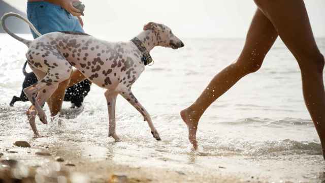 Perro corriendo en la playa junto a sus dueños.