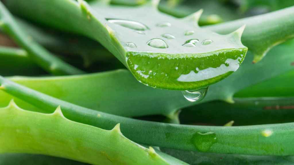 Extracto de aloe vera directamente de la planta.