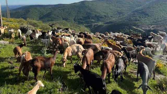 Cerca de 400 cabras, parte llegadas de la provincia de Ávila, desbrozan de modo natural el monte de Brañosera (Palencia)