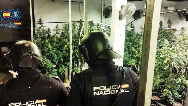 Dos agentes de la Policía Nacional observan la plantación de marihuana descubierta en Albacete.