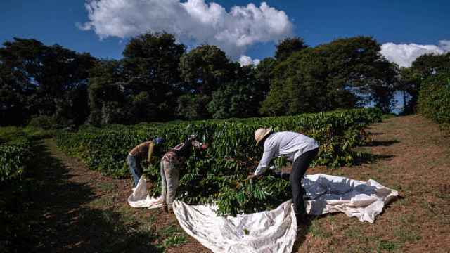 Cafeteros en Brasil, país que  exportó 66,3 millones de sacos de 60 kilogramos en 2023.