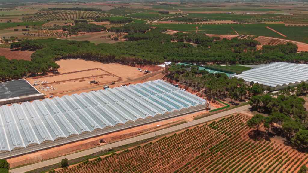 Cultivo de pistacho.