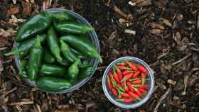 Quién es quién en los chiles mexicanos ¿cuáles son los que pican a rabiar?