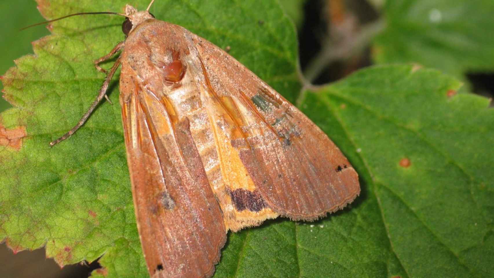 La Noctua Pronuba, una de las especies de polilla que ha proliferado en Madrid.