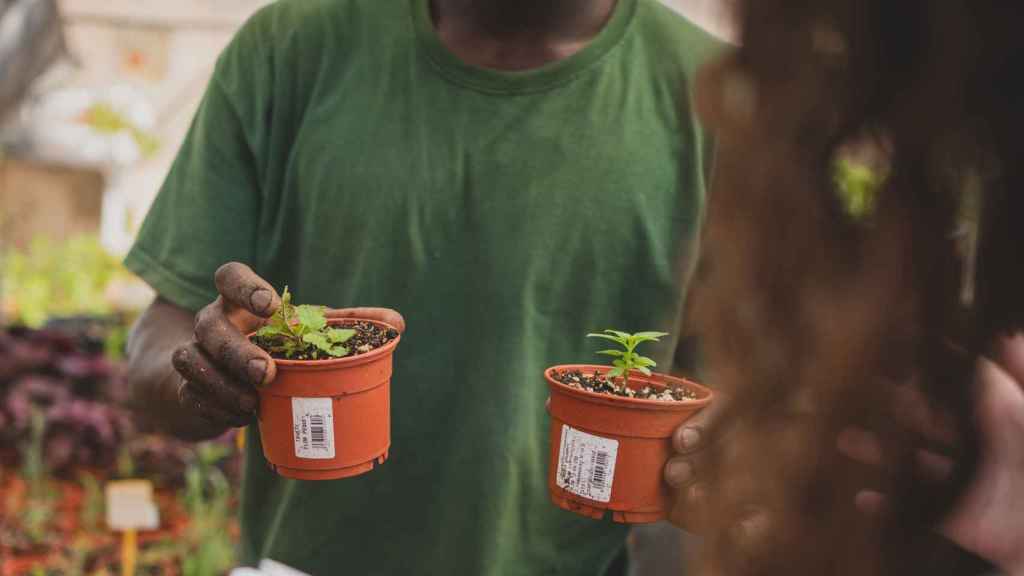 En el invernadero del centro también venden las plantas que cultivan los menores, como lechugas.