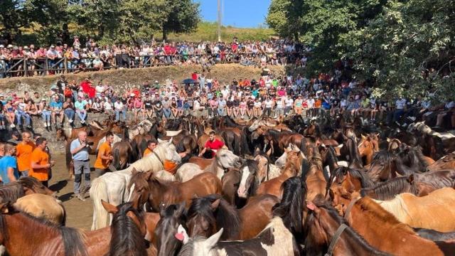 Rapa das Bestas en Cuspedriños. Foto: Concello de Cerdedo-Cotobade