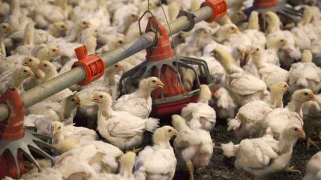 Pollos se alimentan en una fila de comederos en Fairmont, Carolina del Norte.