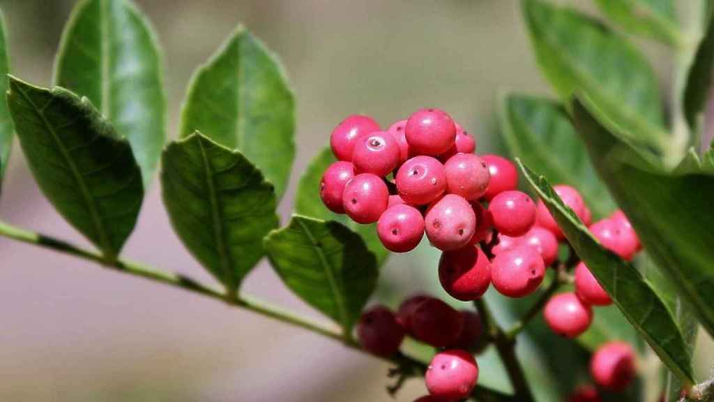 Schinus terebinthifolius