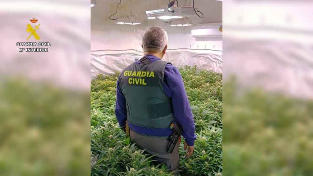 Una de las plantaciones descubiertas por la Guardia Civil.