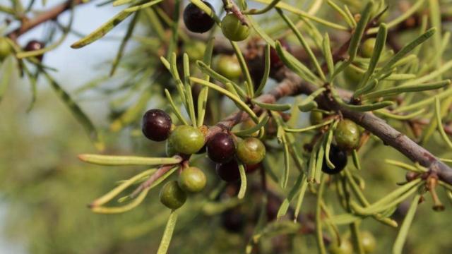 Los olivares son especialmente vulnerables a los episodios de sequía y olas de calor.