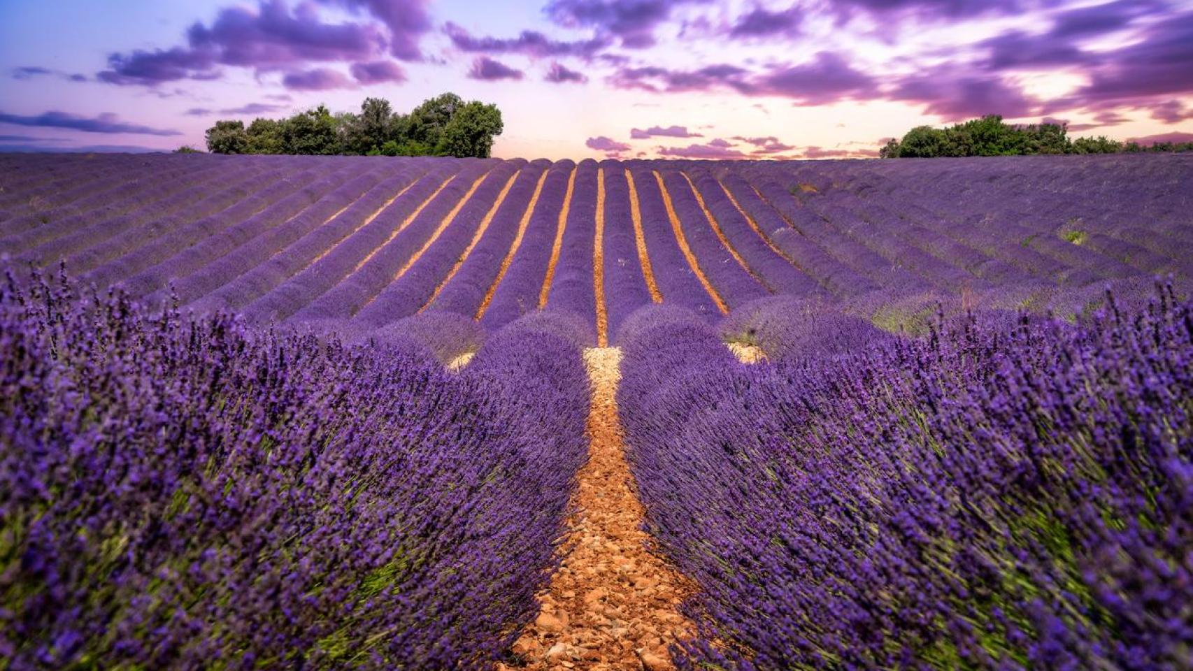 Campo de lavanda.