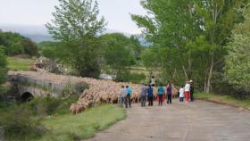 Paso de un rebaño de ovejas por la zona de Oncala
