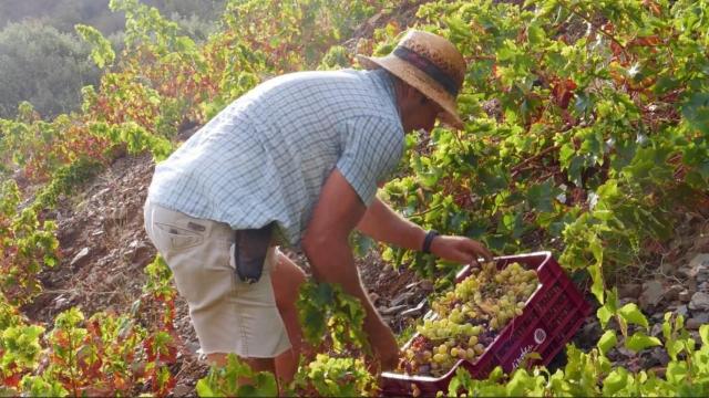 Un agricultor con la uva moscatel en la Axarquía.