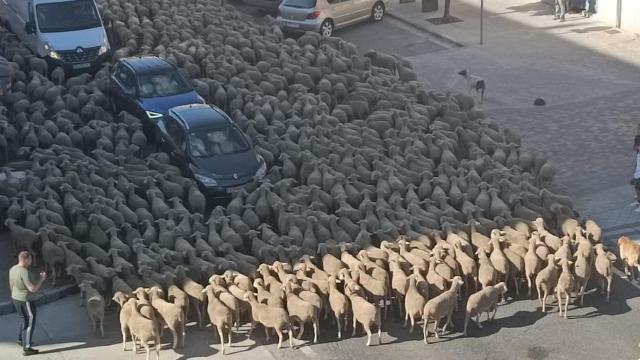 Imagen de las ovejas a su paso por Medina de Rioseco. Foto Ayuntamiento