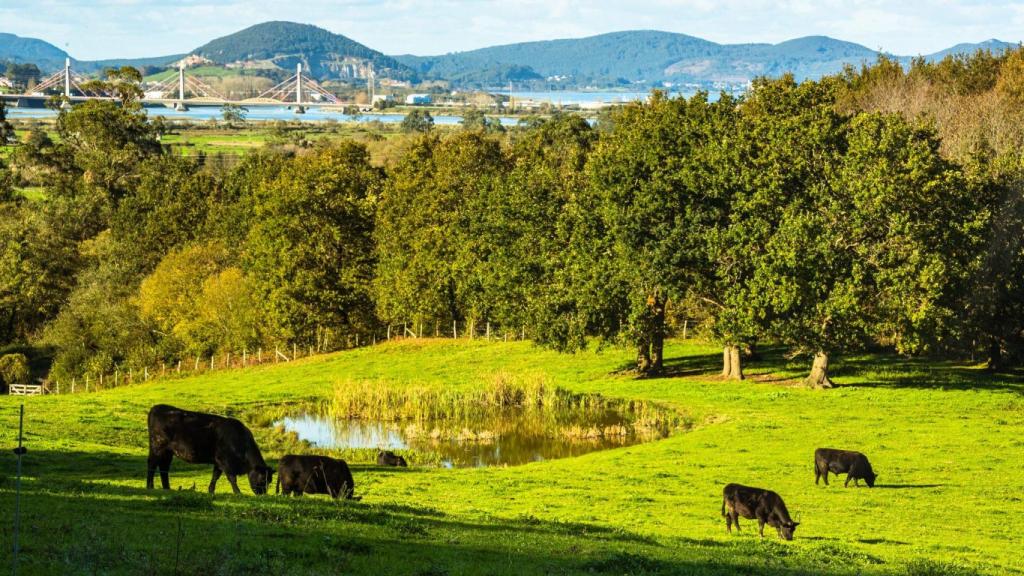 Las Black Angus reinan en el entorno de Pico Velasco.