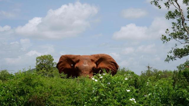 Imagen de archivo de un elefante escondido detrás de unos árboles.