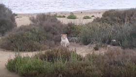 Un gato en la zona donde anida el chorlitejo en un vídeo grabado por los voluntarios.