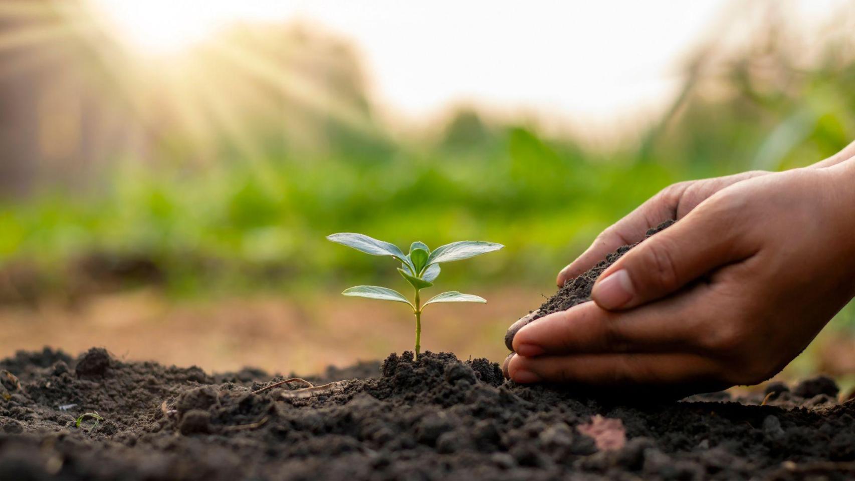 La propuesta de Veganic Nature supone una vuelta al origen, a cómo cuidaban nuestros antepasados la tierra para obtener los mejores alimentos de forma natural.